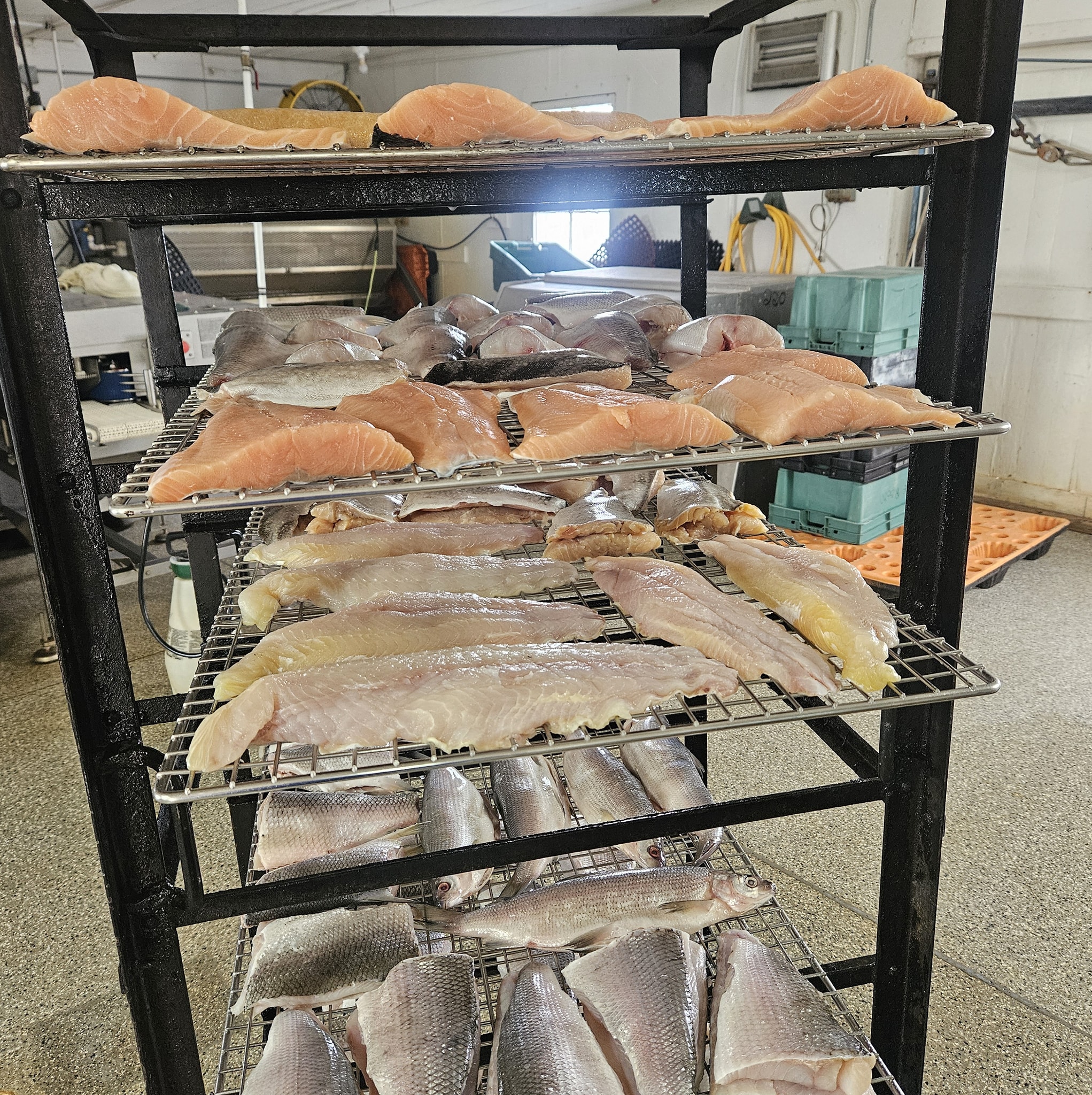 A variety of freshly brined fish going into our new smoker! Whitefish, Salmon, and Catfish to name a few.